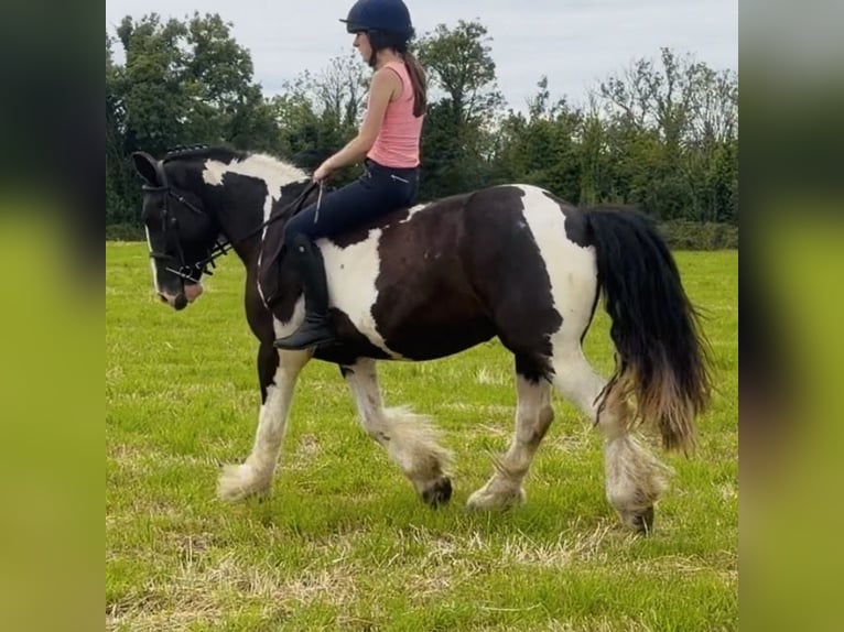 Cob Wallach 4 Jahre 147 cm Tobiano-alle-Farben in Mountrath, Co. Laois