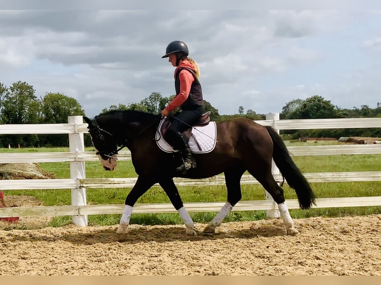 Cob Wallach 4 Jahre 148 cm Brauner in Mountrath