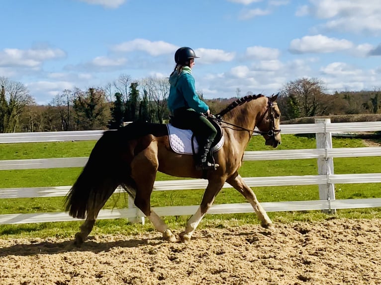 Cob Wallach 4 Jahre 150 cm Fuchs in Mountrath