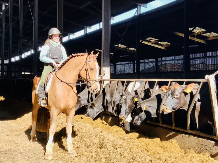 Cob Wallach 4 Jahre 150 cm Fuchs in Mountrath