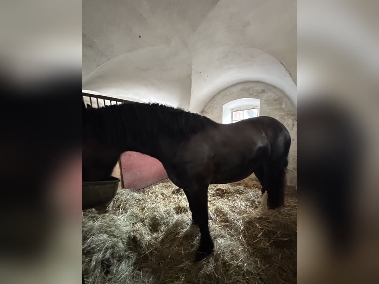 Cob Wallach 4 Jahre 150 cm Rappe in Tulln