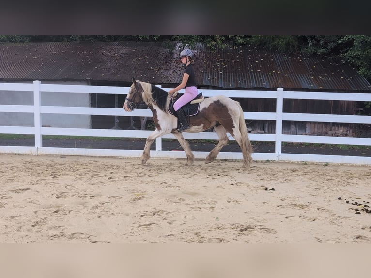 Cob Wallach 4 Jahre 150 cm Schecke in Morsbach