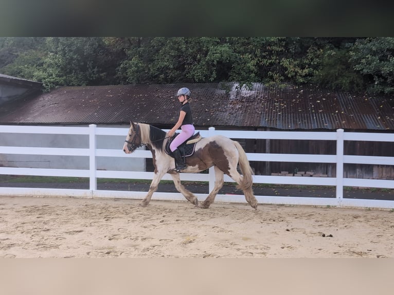 Cob Wallach 4 Jahre 150 cm Schecke in Morsbach