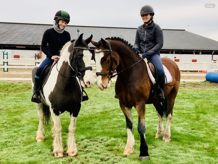 Cob Wallach 4 Jahre 152 cm Brauner in Mountrath