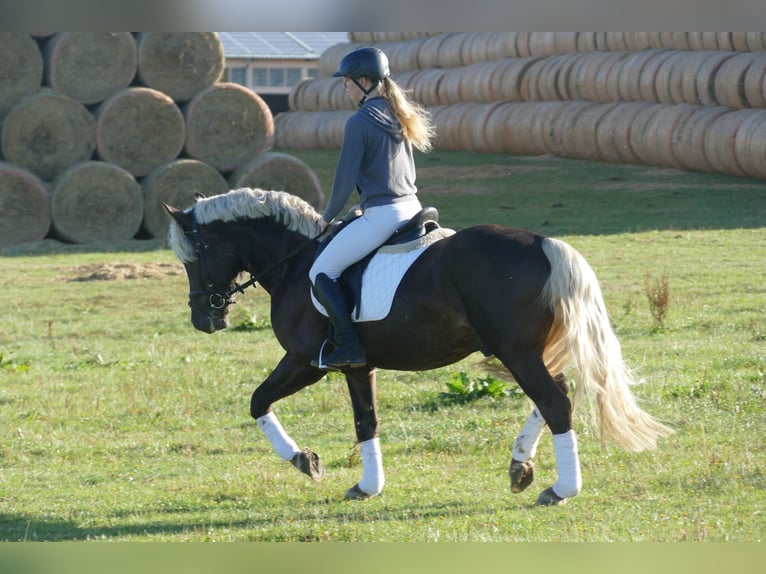 Cob Wallach 4 Jahre 152 cm in Ganschow