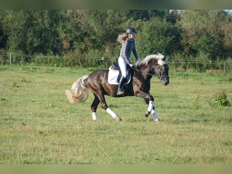 Cob Wallach 4 Jahre 152 cm in Ganschow