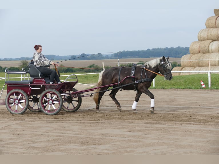 Cob Wallach 4 Jahre 152 cm in Ganschow