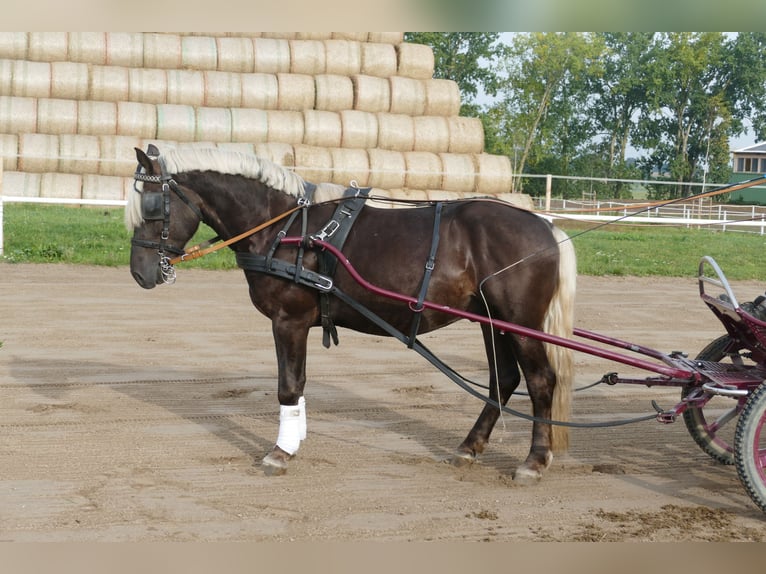 Cob Wallach 4 Jahre 152 cm in Ganschow