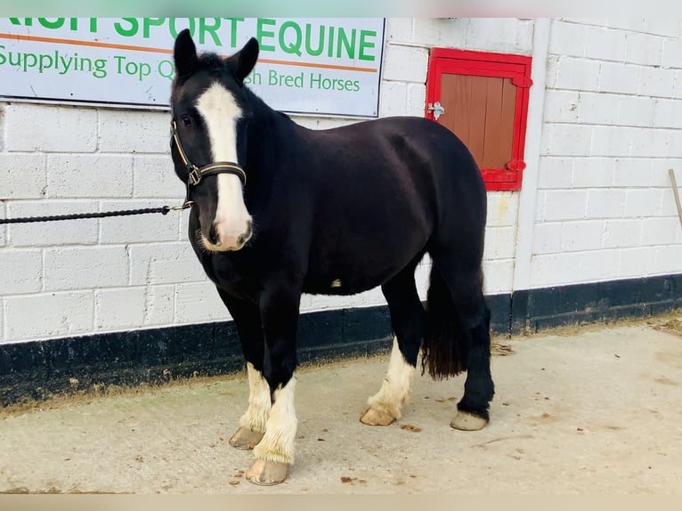 Cob Wallach 4 Jahre 152 cm Rappe in Mountrath