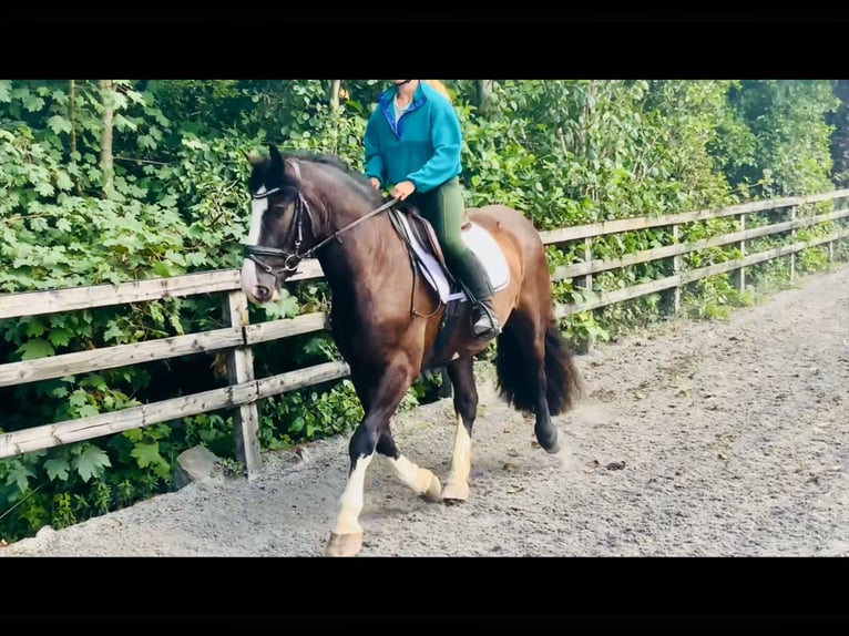 Cob Wallach 4 Jahre 152 cm Rappe in Mountrath