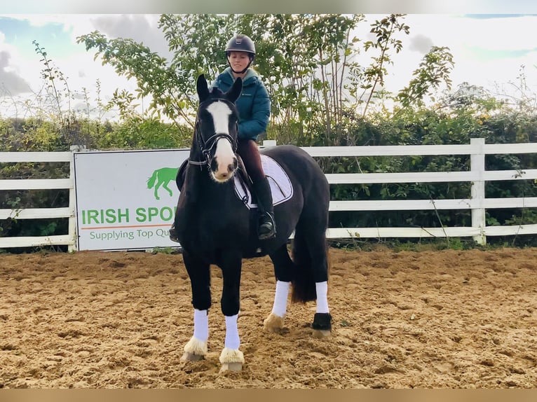 Cob Wallach 4 Jahre 152 cm Rappe in Mountrath