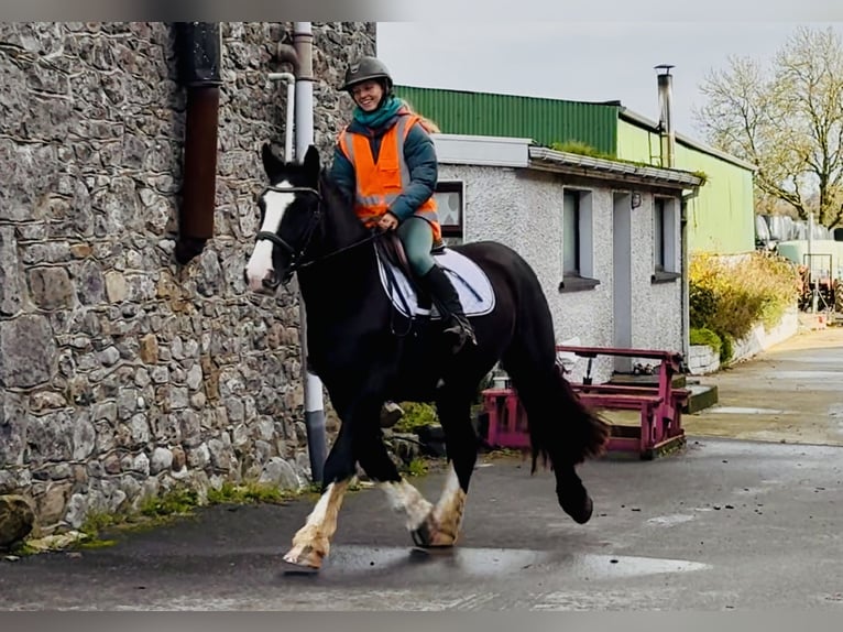 Cob Wallach 4 Jahre 152 cm Rappe in Mountrath