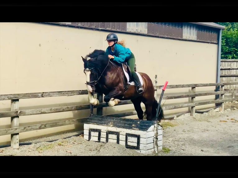 Cob Wallach 4 Jahre 152 cm Rappe in Mountrath