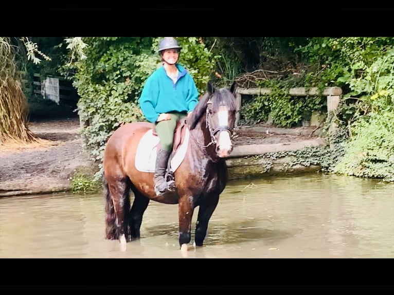 Cob Wallach 4 Jahre 152 cm Rappe in Mountrath
