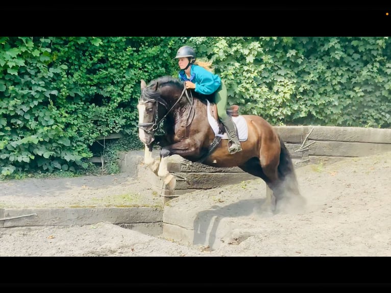 Cob Wallach 4 Jahre 152 cm Rappe in Mountrath