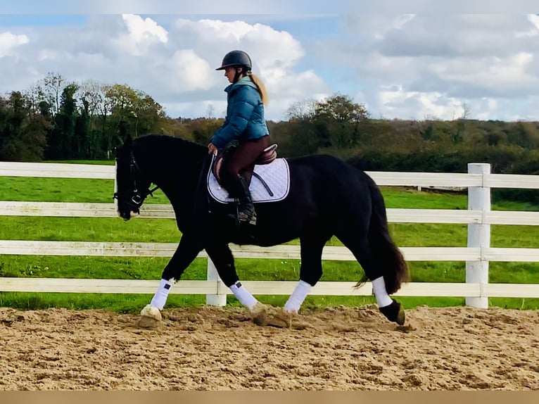 Cob Wallach 4 Jahre 152 cm Rappe in Mountrath