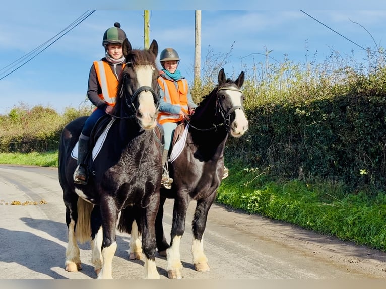 Cob Wallach 4 Jahre 152 cm Rappe in Mountrath