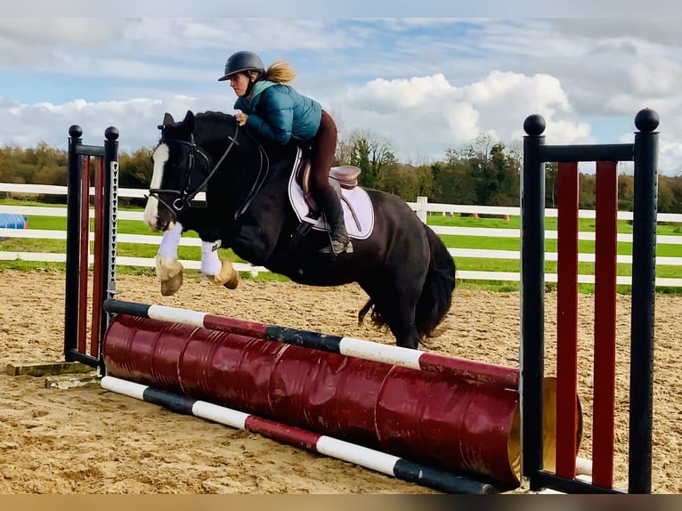 Cob Wallach 4 Jahre 152 cm Rappe in Mountrath