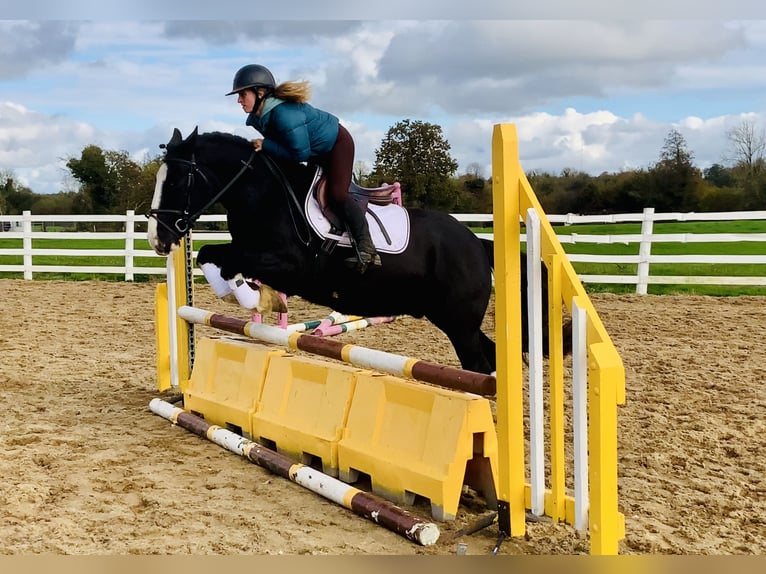 Cob Wallach 4 Jahre 152 cm Rappe in Mountrath