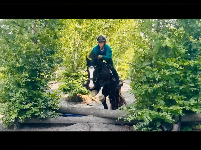 Cob Wallach 4 Jahre 152 cm Rappe in Mountrath