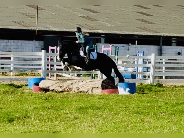 Cob Wallach 4 Jahre 152 cm Rappe in Mountrath