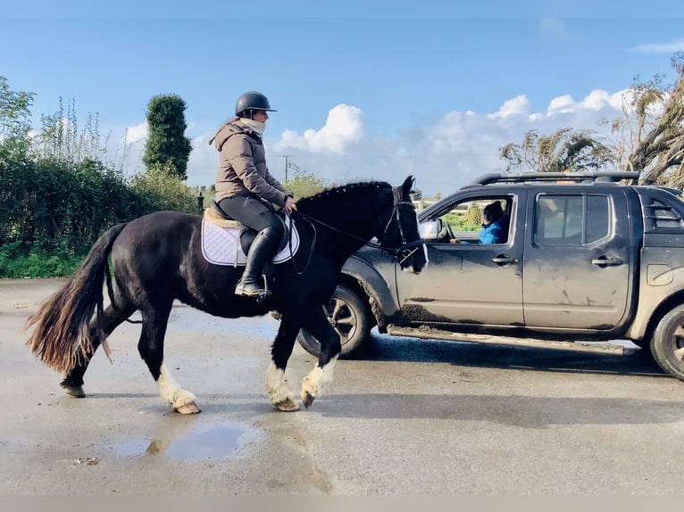Cob Wallach 4 Jahre 152 cm Rappe in Mountrath
