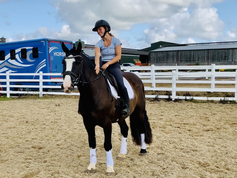 Cob Wallach 4 Jahre 152 cm Rappe in Mountrath