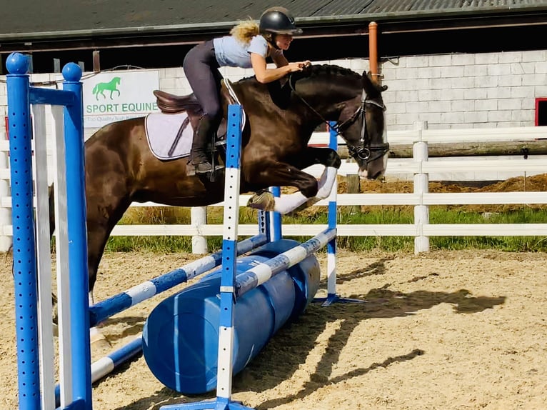 Cob Wallach 4 Jahre 152 cm Rappe in Mountrath