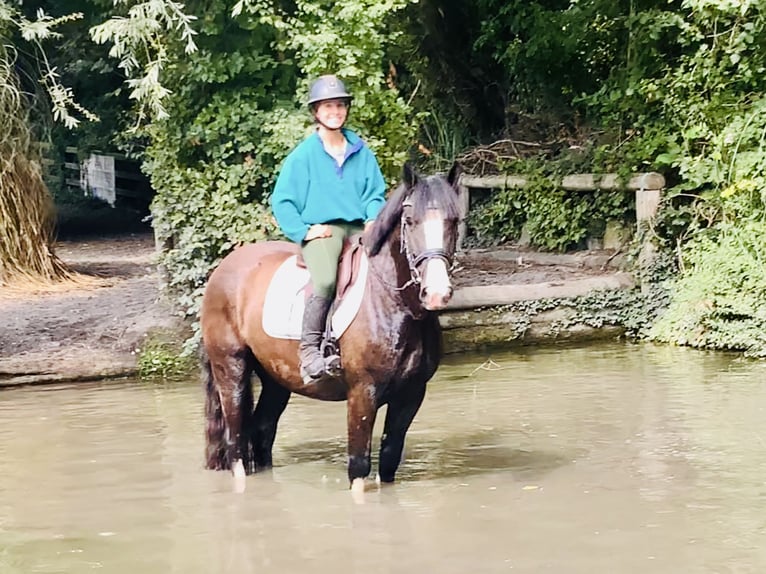 Cob Wallach 4 Jahre 152 cm Rappe in Mountrath