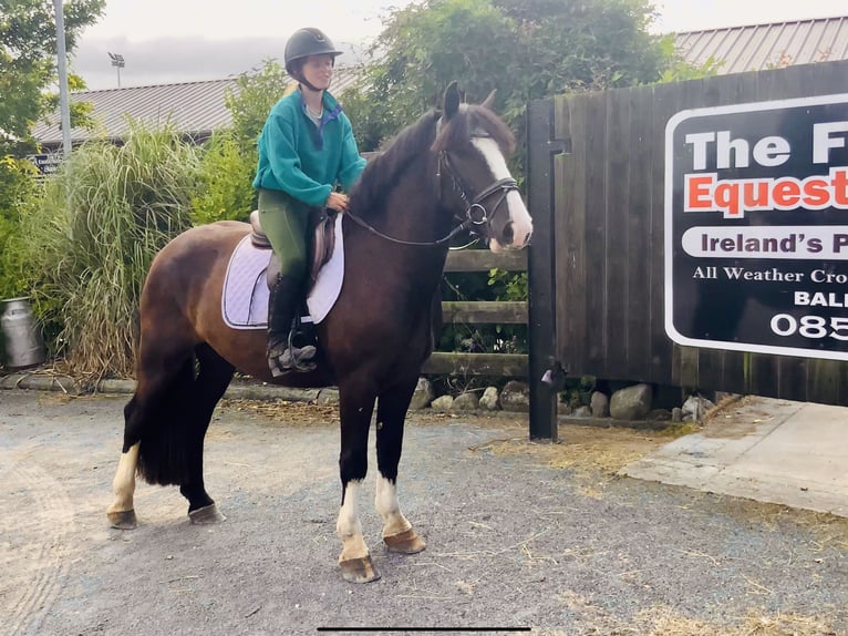 Cob Wallach 4 Jahre 152 cm Rappe in Mountrath