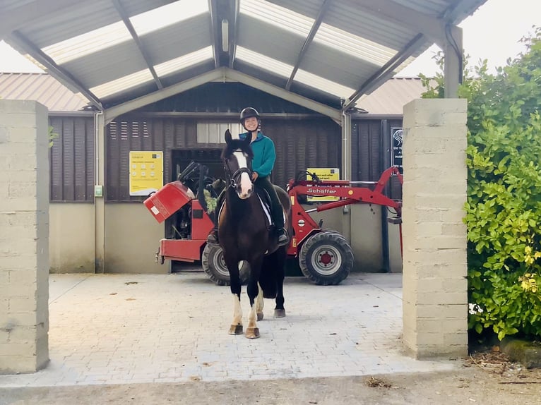 Cob Wallach 4 Jahre 152 cm Rappe in Mountrath