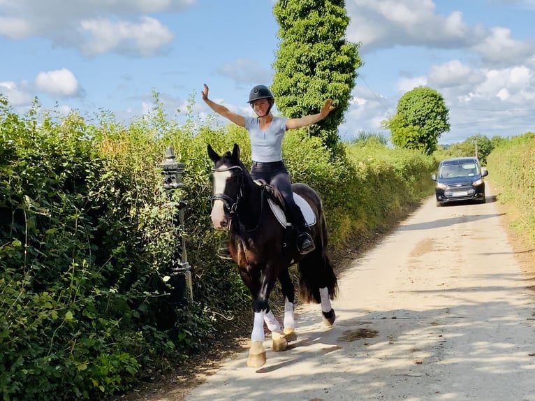 Cob Wallach 4 Jahre 152 cm Rappe in Mountrath