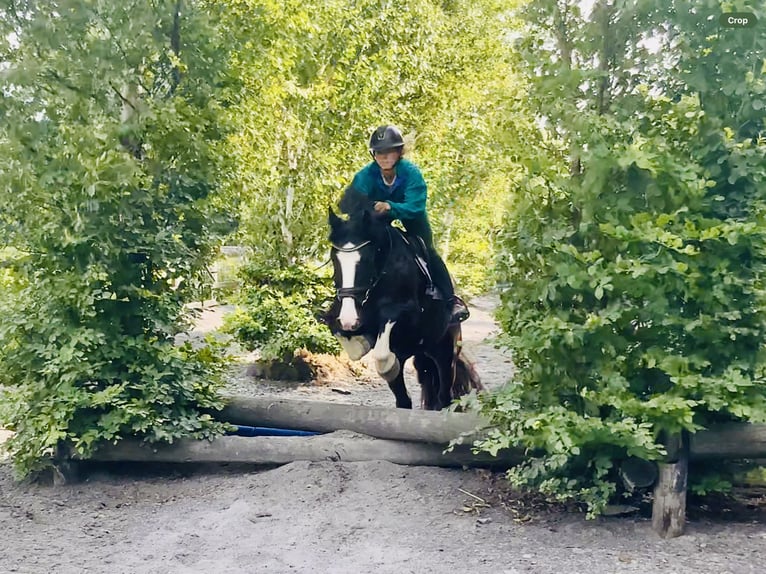 Cob Wallach 4 Jahre 152 cm Rappe in Mountrath