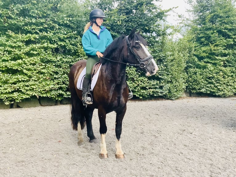 Cob Wallach 4 Jahre 152 cm Rappe in Mountrath