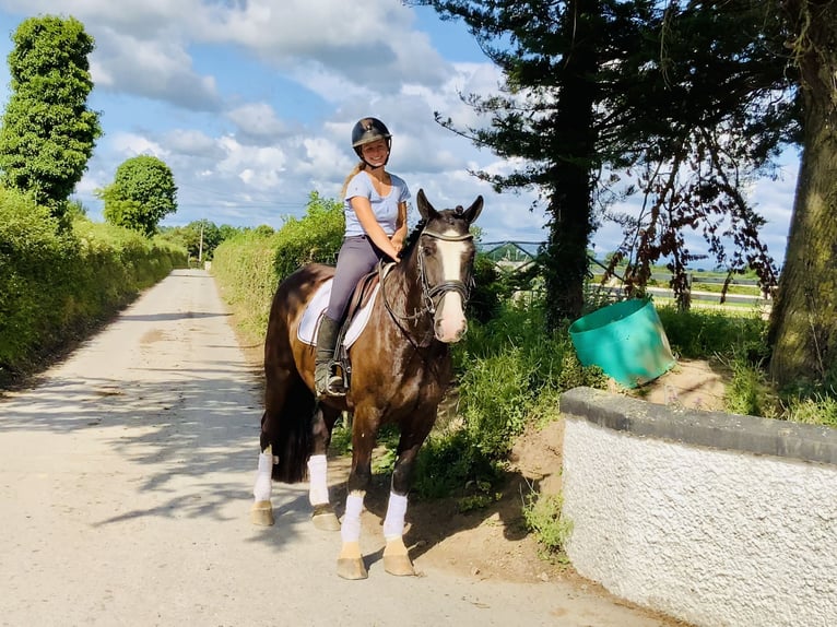 Cob Wallach 4 Jahre 152 cm Rappe in Mountrath