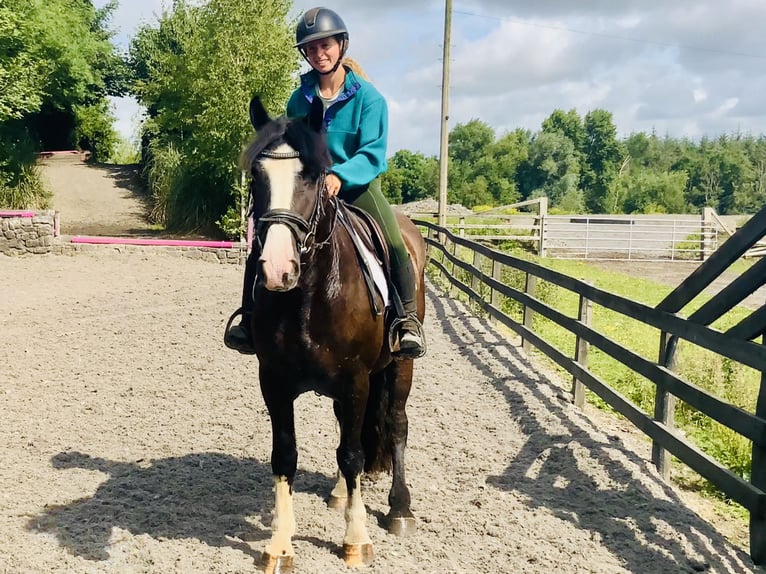 Cob Wallach 4 Jahre 152 cm Rappe in Mountrath