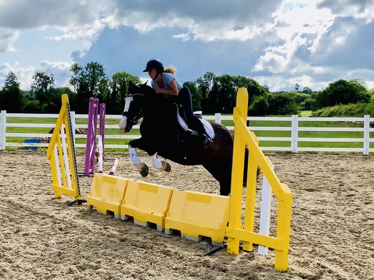 Cob Wallach 4 Jahre 152 cm Rappe in Mountrath