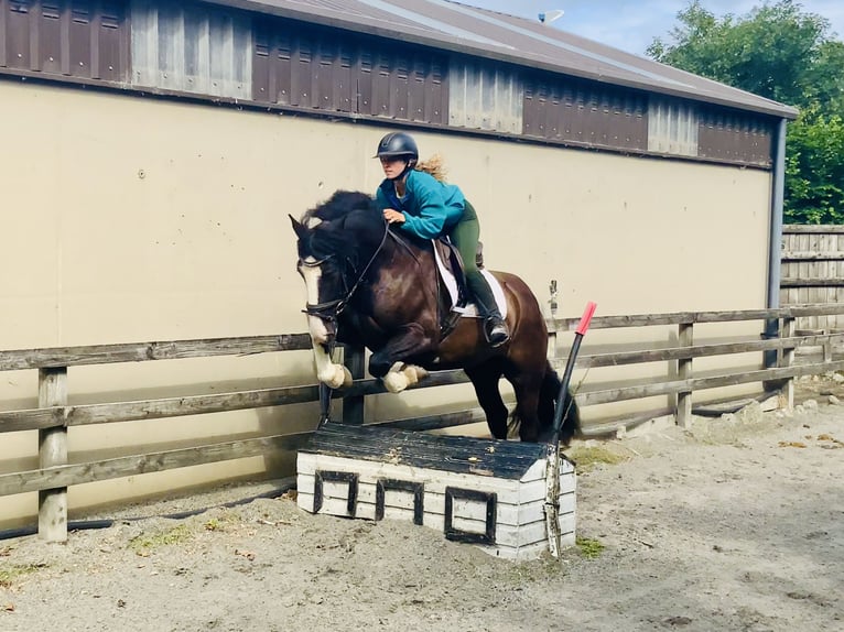 Cob Wallach 4 Jahre 152 cm Rappe in Mountrath