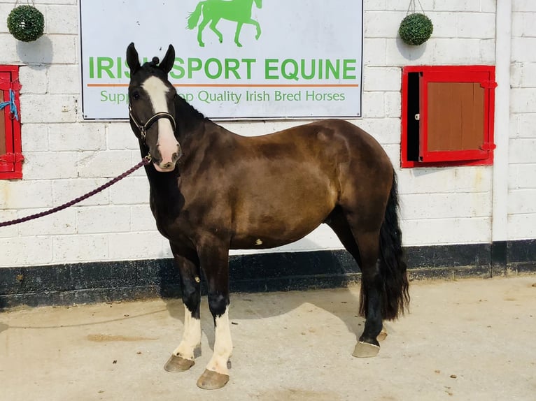 Cob Wallach 4 Jahre 152 cm Rappe in Mountrath