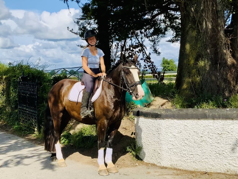 Cob Wallach 4 Jahre 152 cm Rappe in Mountrath