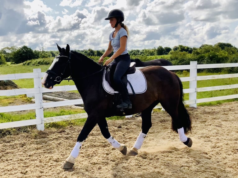 Cob Wallach 4 Jahre 152 cm Rappe in Mountrath
