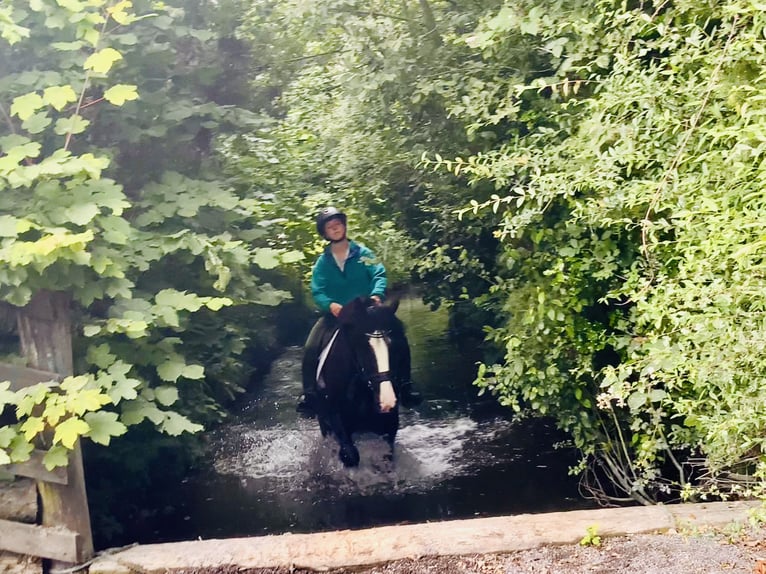 Cob Wallach 4 Jahre 152 cm Rappe in Mountrath