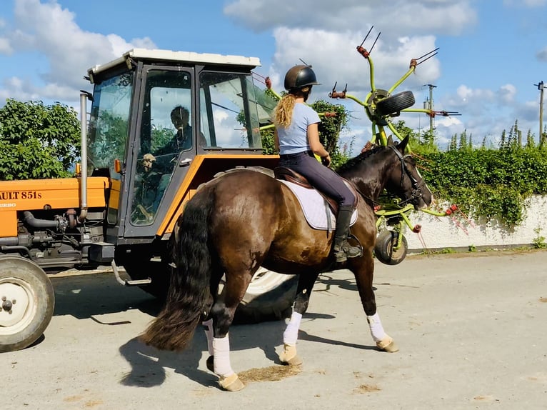 Cob Wallach 4 Jahre 152 cm Rappe in Mountrath