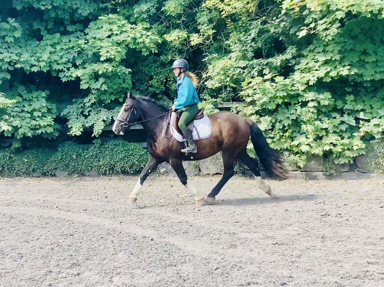 Cob Wallach 4 Jahre 152 cm Rappe in Mountrath