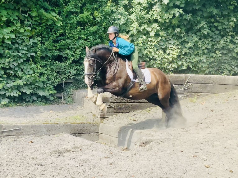 Cob Wallach 4 Jahre 152 cm Rappe in Mountrath