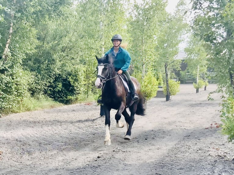 Cob Wallach 4 Jahre 152 cm Rappe in Mountrath