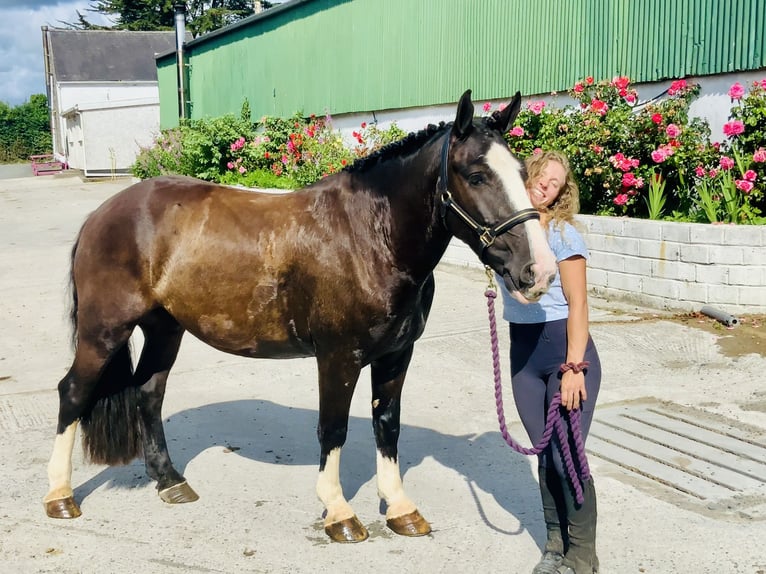 Cob Wallach 4 Jahre 152 cm Rappe in Mountrath