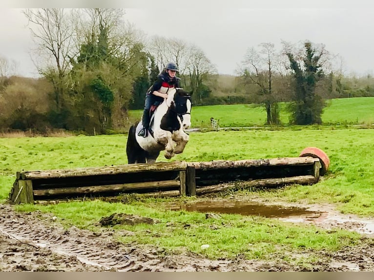 Cob Wallach 4 Jahre 152 cm Schecke in Mountrath