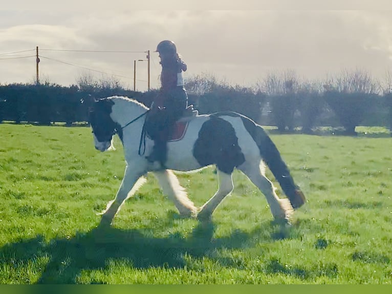 Cob Wallach 4 Jahre 152 cm Schecke in Mountrath