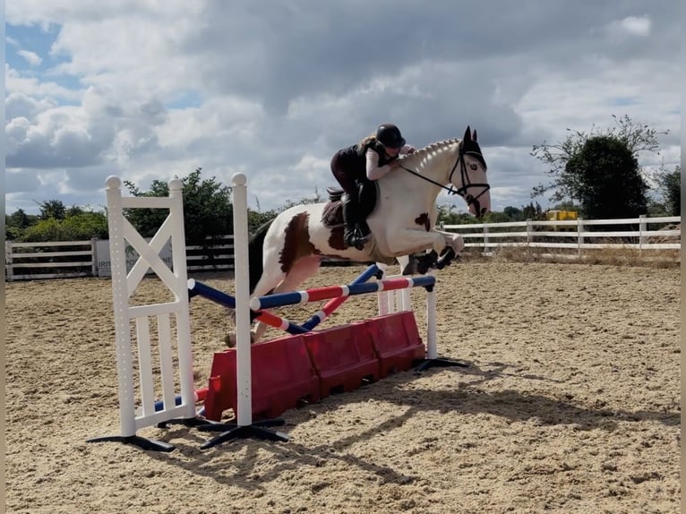 Cob Wallach 4 Jahre 153 cm Tobiano-alle-Farben in Mountrath, Co. Laois